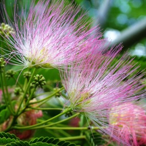 Albizia julibrissin 'Rosea'