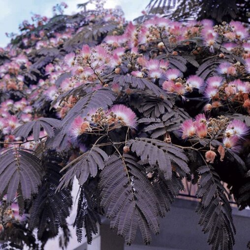 Albizia julibrissin 'Summer Chocolate' ®