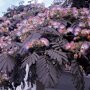 Albizia julibrissin 'Summer Chocolate' ®