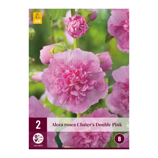 Stokroos bollen Pink (zak van 2 stuks)