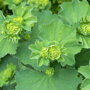 Alchemilla Mollis van dichtbij