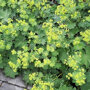 Alchemilla Mollis in de border