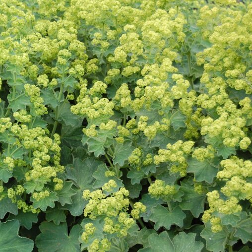 Alchemilla Mollis