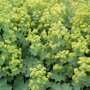 Alchemilla Mollis