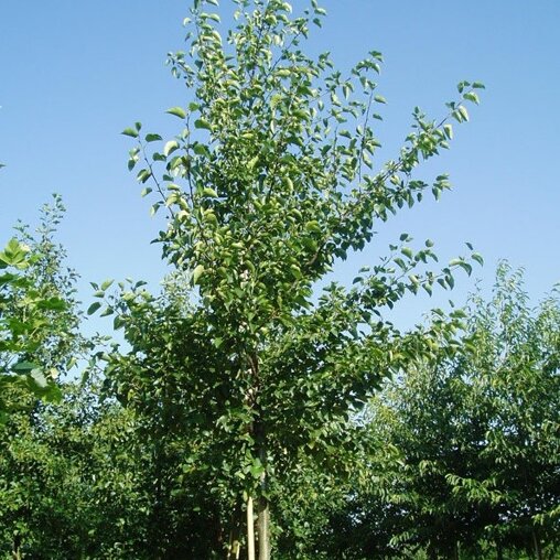 Hartbladige els (Alnus cordata)