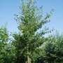 Hartbladige els (Alnus cordata)