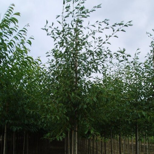 Gewone els (Alnus glutinosa 'Laciniata')