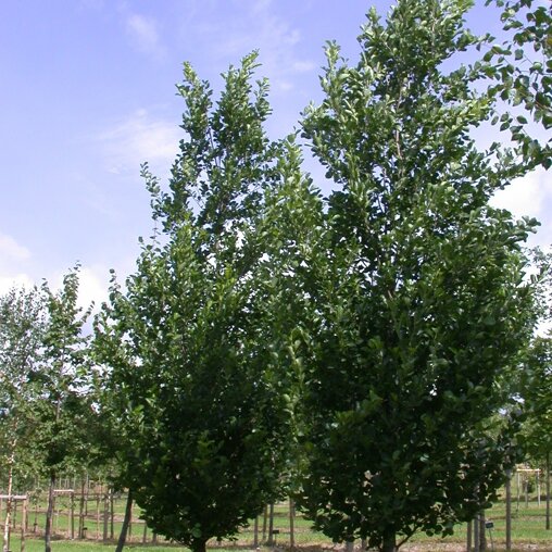 Gewone els (Alnus glutinosa 'Pyramidalis')