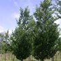 Gewone els (Alnus glutinosa 'Pyramidalis')