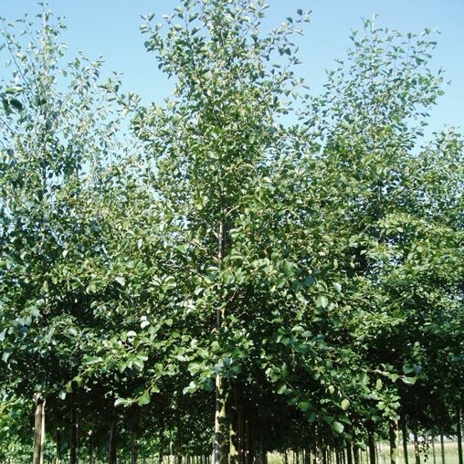 Gewone els (Alnus glutinosa)