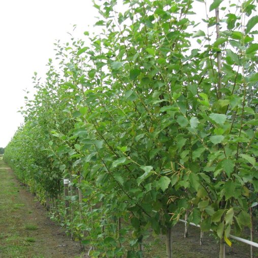 Gewone els (Alnus incana 'Aurea')