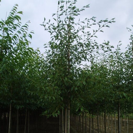 Alnus incana 'Laciniata'