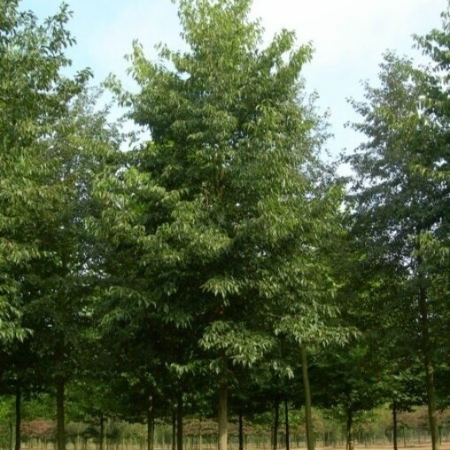 Snelgroeiende els (Alnus spaethii)