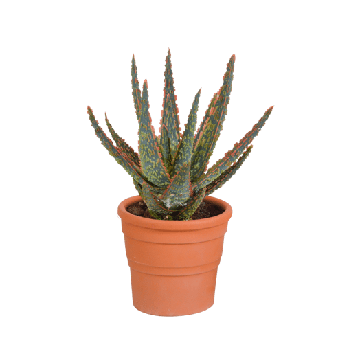 Aloë zebrina Dannyz in terracotta pot