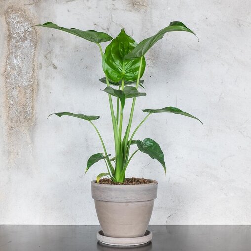 Alocasia 'Cucullata' sfeerfoto