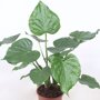 Alocasia 'Cucullata'