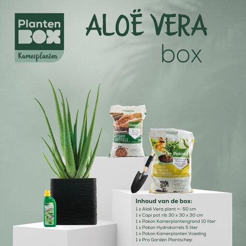 Aloë vera box