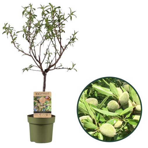 Amandelboompje (zelfbestuivend)