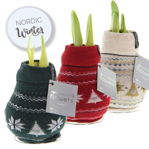 Kerstmis Amaryllis Bol