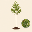 Amberboom