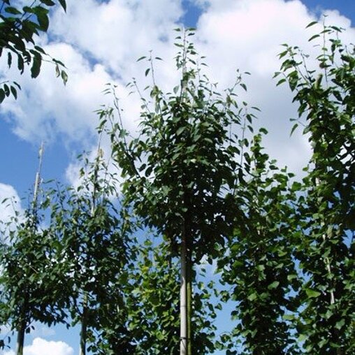 Krentenboom (Amelanchier arborea 'Robin Hill')