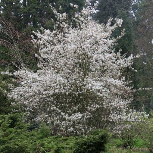 Krentenboom (Amelanchier 'Ballerina')