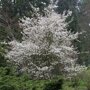 Krentenboom (Amelanchier 'Ballerina')