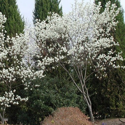 Krentenboom (Amelanchier laevis 'Snowflakes')