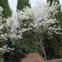 Krentenboom (Amelanchier laevis 'Snowflakes')