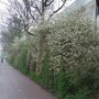 Krentenhaag Amelanchier lamarckii
