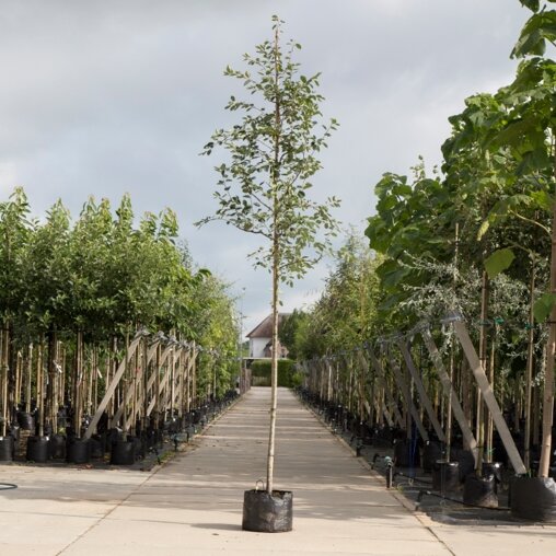 Gewone krentenboom (Amelanchier lamarckii)