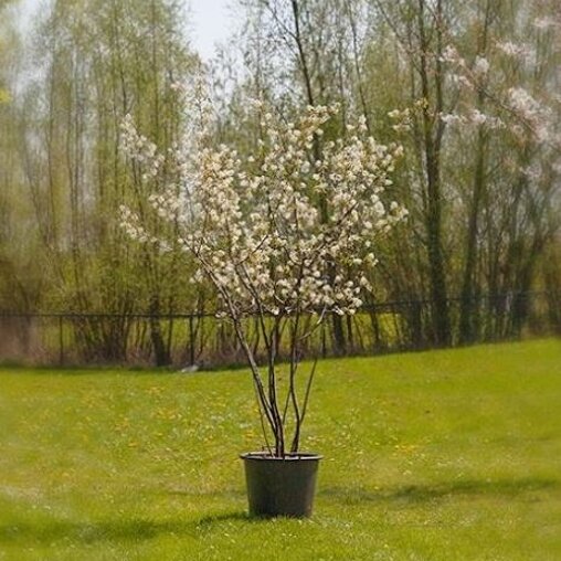 Amelanchier lamarckii meerstammig