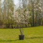 Amelanchier lamarckii meerstammig