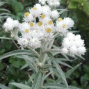 Siberische edelweiss