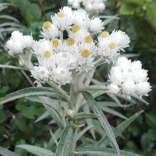 Siberische edelweiss detail