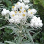 Siberische edelweiss detail