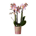 Andorra orchidee roze