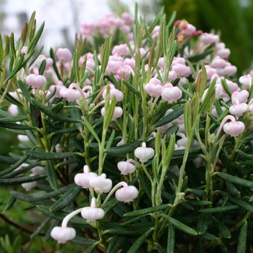 Andromeda polifolia 'Nikko'