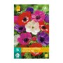 Anemone bollen De Caen Mix (zakje van 15 stuks)