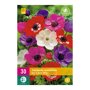 Anemone bollen De Caen Mix (XXL zak van 30 stuks)