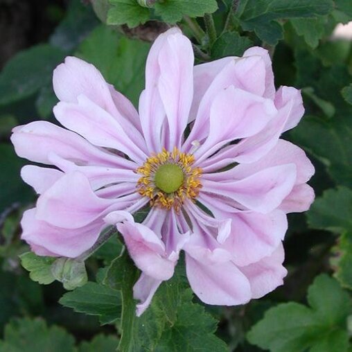 Anemone hybrida 'Köningin Charlotte'