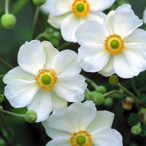 Anemone hybrida 'Honorine Jobert'