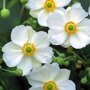 Anemone hybrida 'Honorine Jobert'