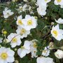 Anemone hybrida 'Honorine Jobert'