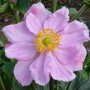Anemone hybrida 'Köningin Charlotte'