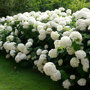 Hydrangea arborescens 'Annabelle', sneeuwbal hortensia