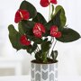Anthurium rood