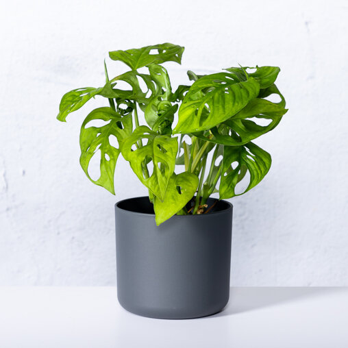 Apenbladplat in sierpot