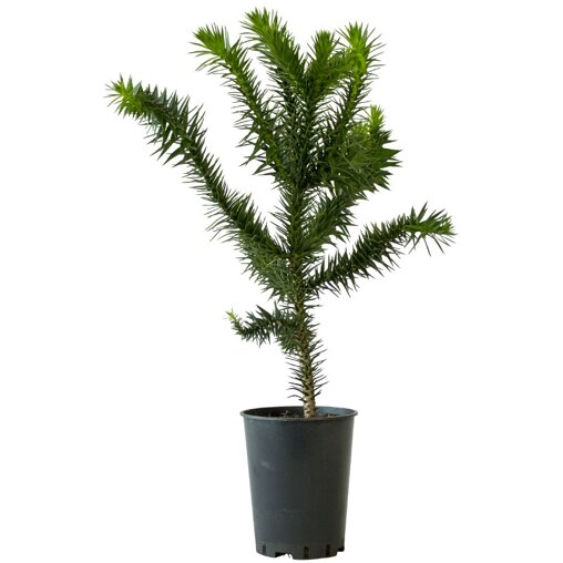 Araucaria 'Araucana'