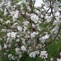 Appelboom 'Benoni' bloesem